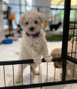 purchase a puppy