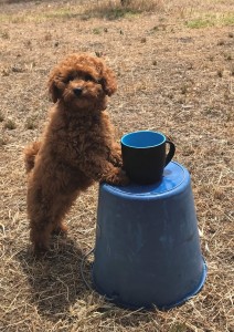 Having a Cup of Tea